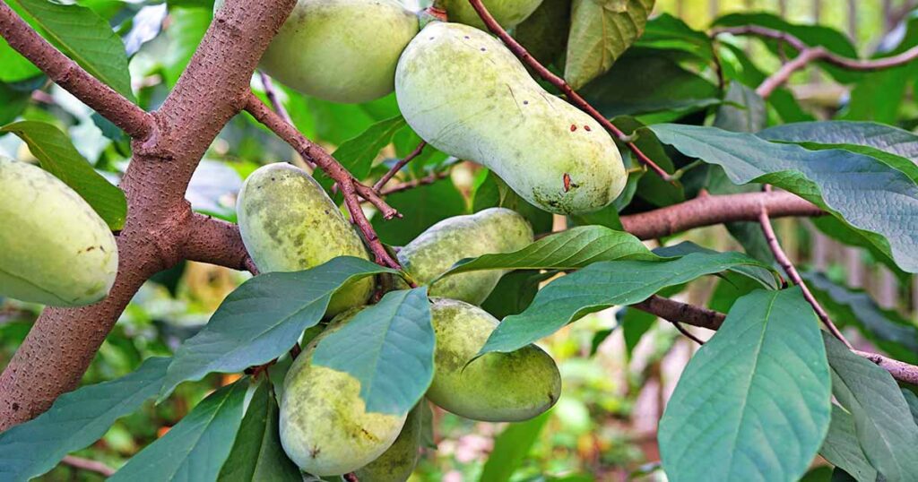 How to Cultivate and Care for a Healthy Pawpaw Tree