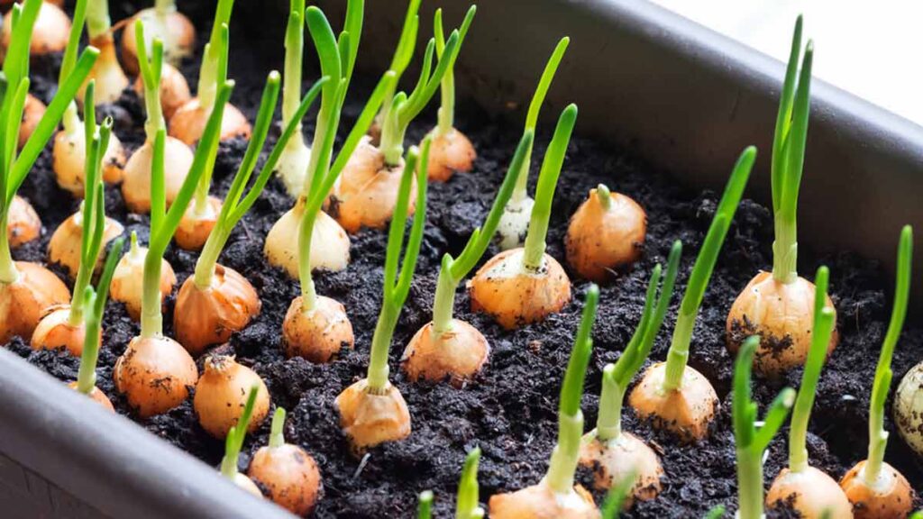 How to Grow Onions at Home: From Seeds and Bulbs