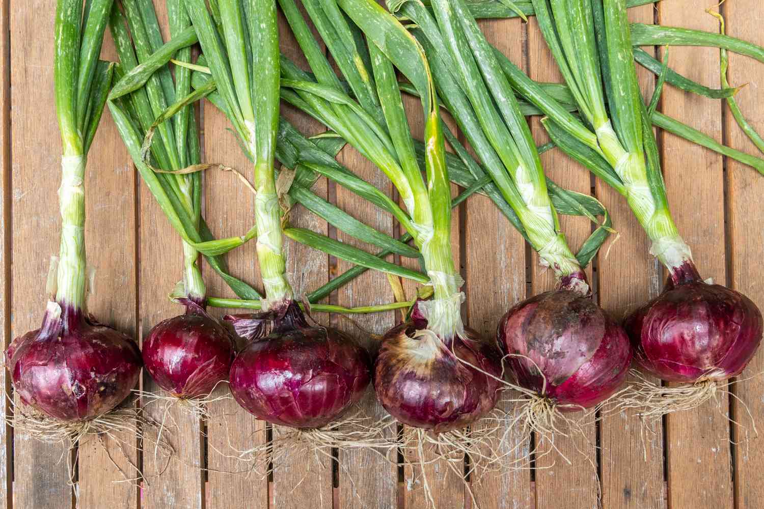 How to Grow Onions at Home: From Seeds and Bulbs